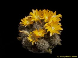 Rebutia margarethae L554 1816